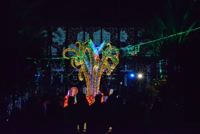 DSC_6972 (Large).JPG